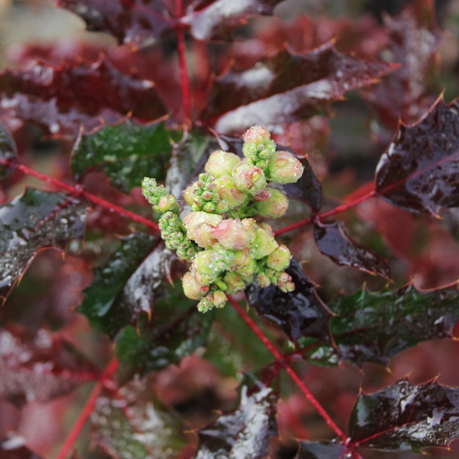 Красивое изображение орегонского винограда в цвету