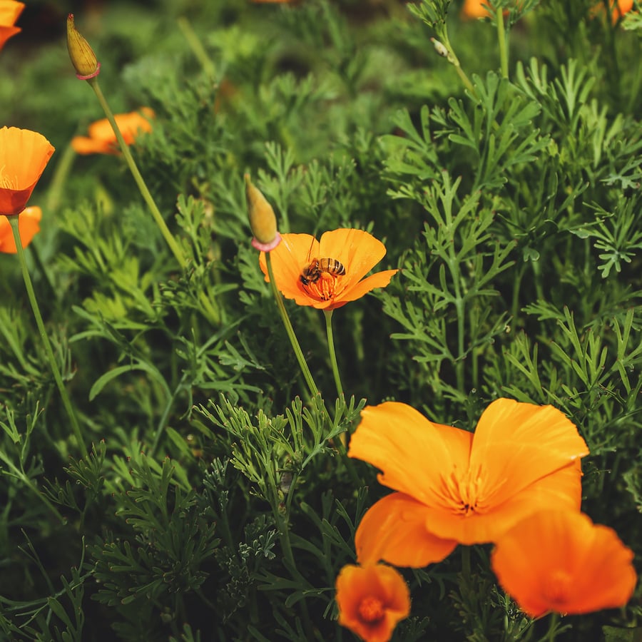 Калифорния с пчелой внутри