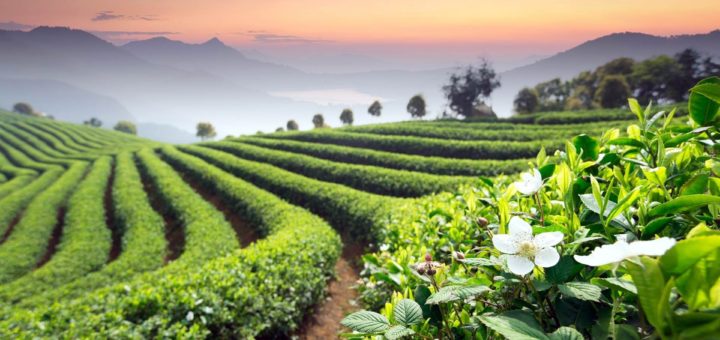 Легенда о чае Улун